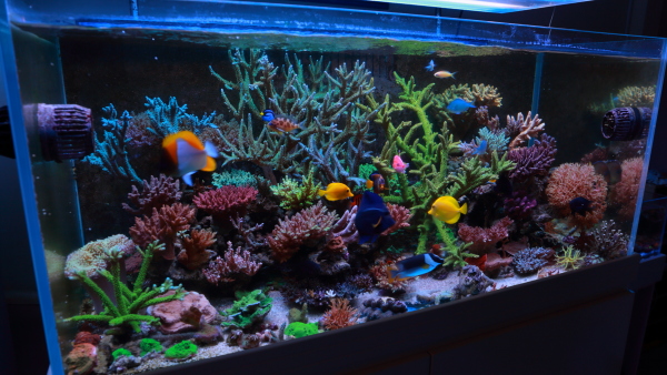 kessil led沸石lps子矮缸60x35x25. (p18 更新)