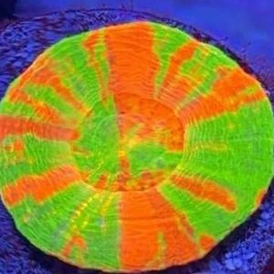 �������������