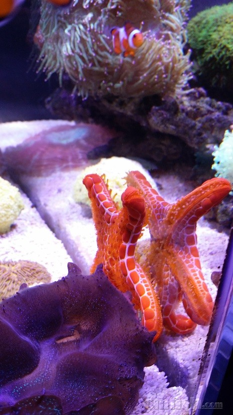 预出顶级饼干海星一个,稀罕东西哦,任性的来收了吧(已出)