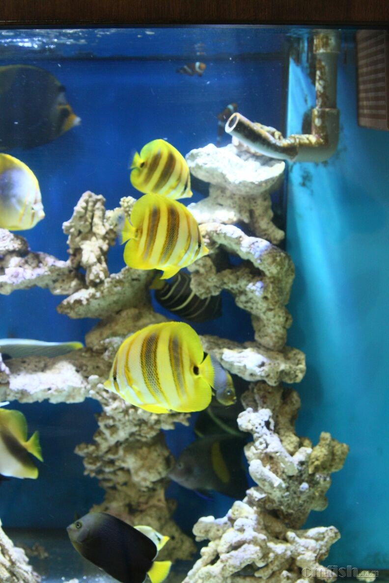 ���g���ֵ�