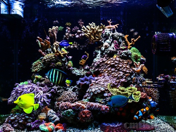 旅行的红海red sea max 130d混养缸