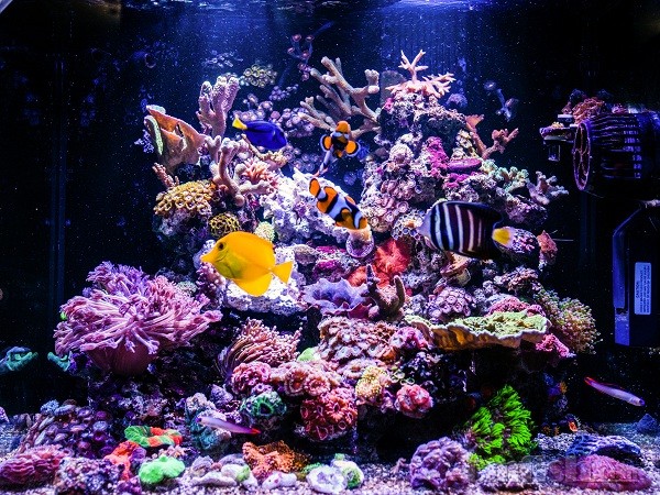 旅行的红海red sea max 130d混养缸