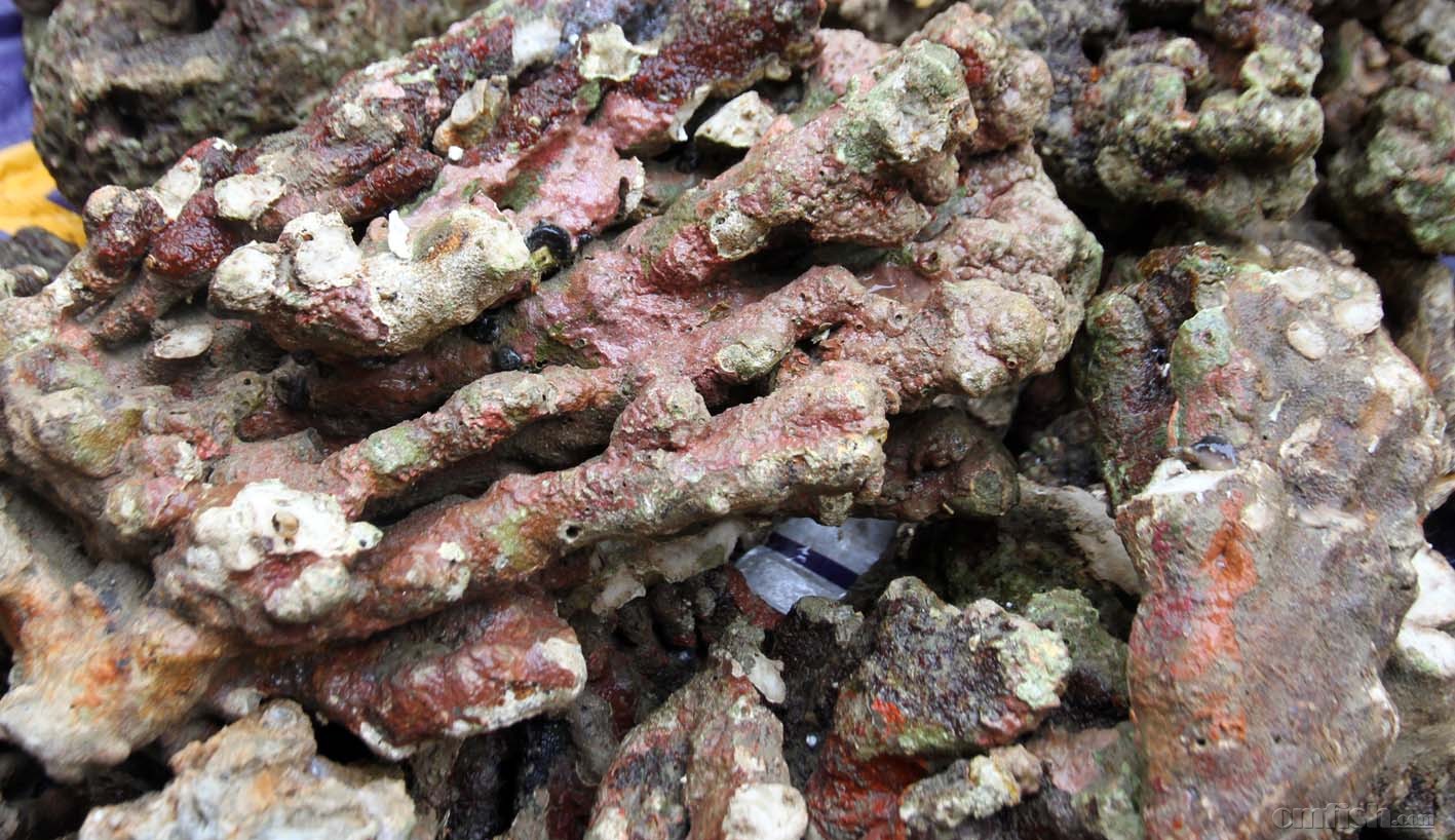 活石 年前最后一批鹿角活石到货 特价中