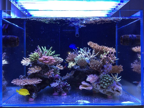 大年三十晒晒我的硬骨缸 - 硬珊瑚缸展示区(sps reef tank) - cmf海友