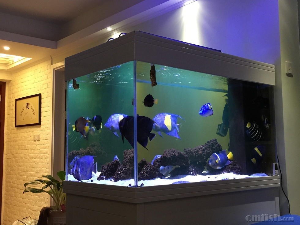 2015 新的一年 的fot