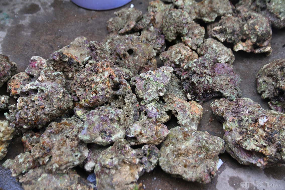 大量高钙活石到货