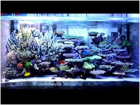 珊瑚　2 七戒带你走入SPS之二：Acropora轴孔珊瑚属- 珊瑚软体- CMF海水