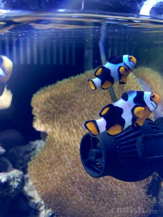 常见人工繁殖公子小丑鱼图谱