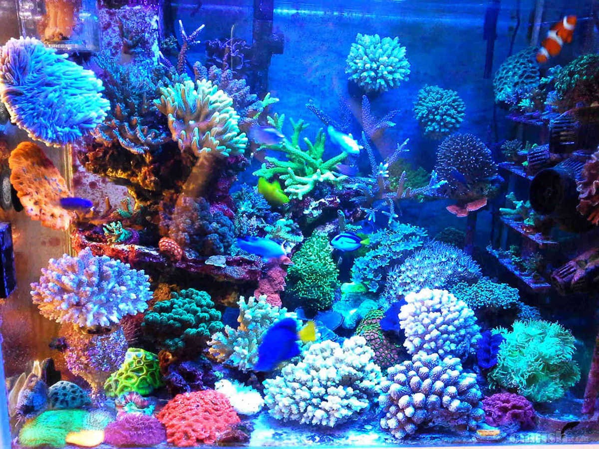 15��5��6��