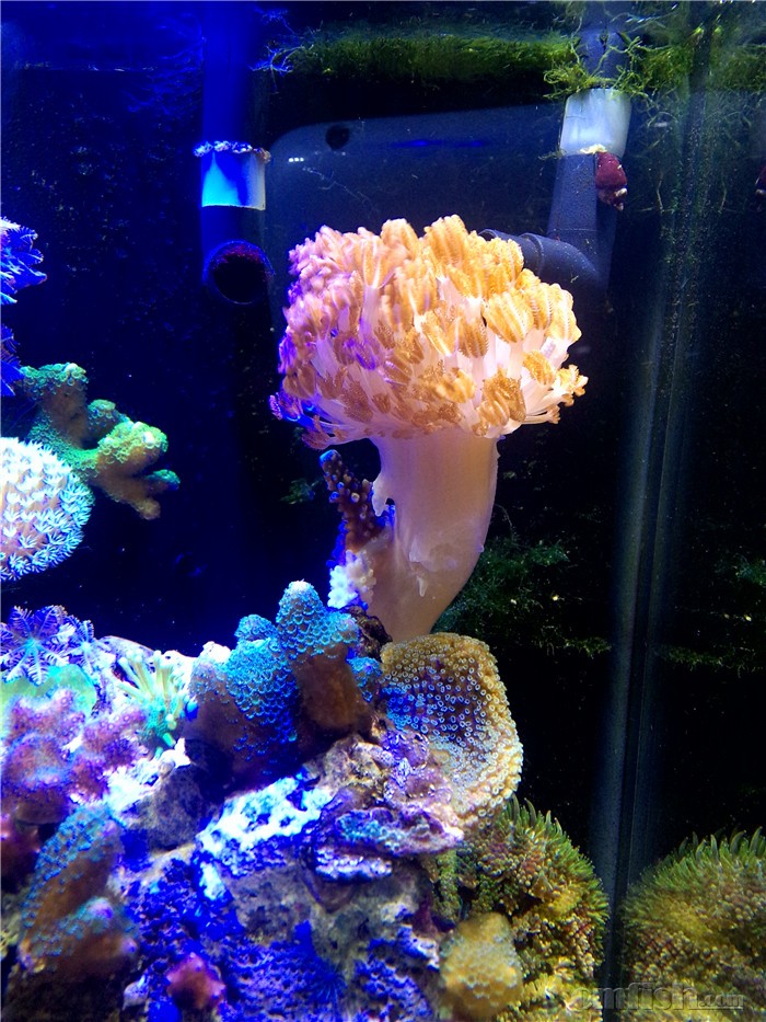 ΢�ײ�������ǧ�֣�����ɵ�������4��sps