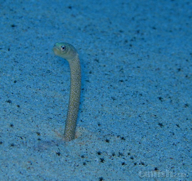 【图鉴】花园鳗类(garden eel:gorgasia&heteroconger)