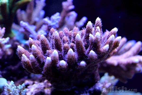 5��10�����ף�