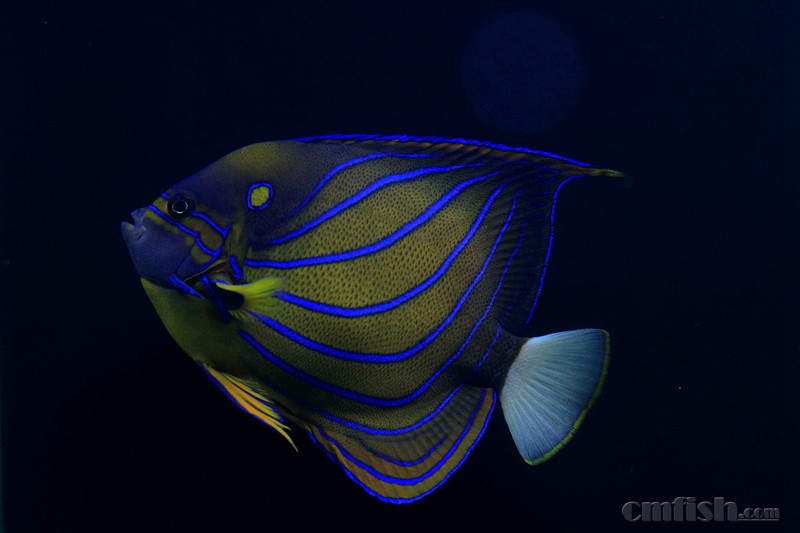 ��β����