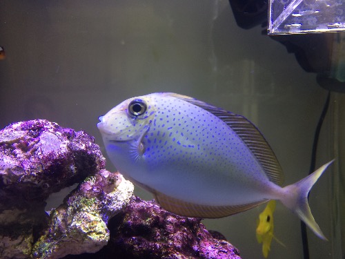 广州海珠腾空间出12～14cm秒一切蓝点吊