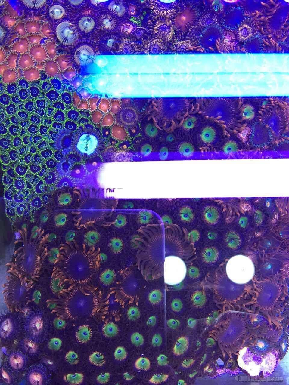 6�����Ժ󳤴���