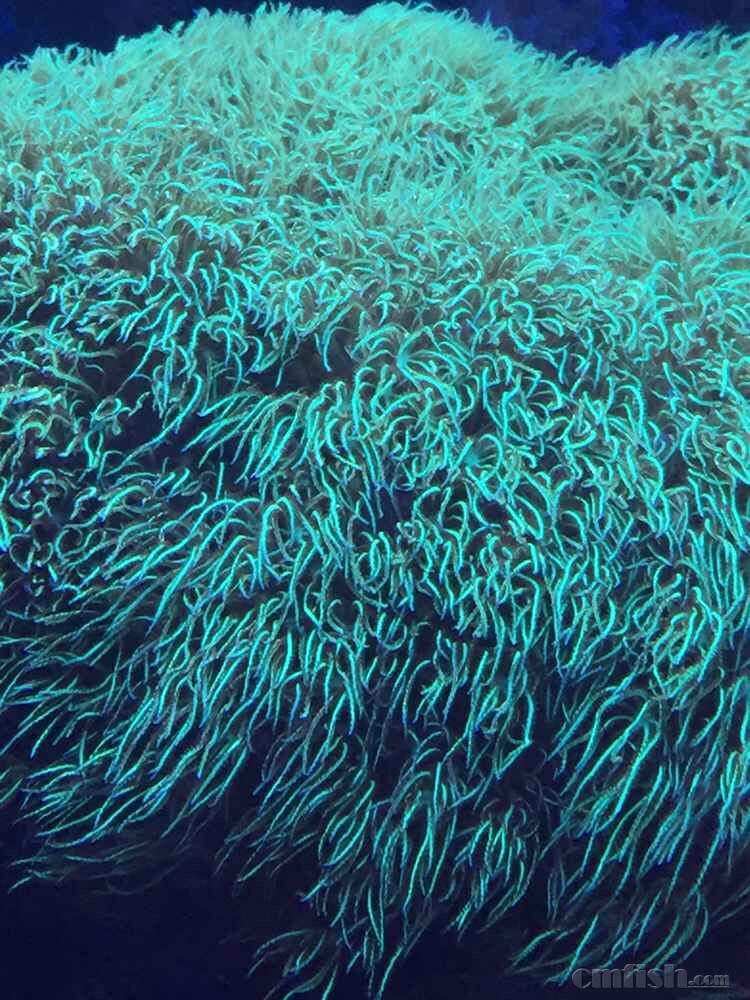 ��ʮ�����ձ���Ƥ