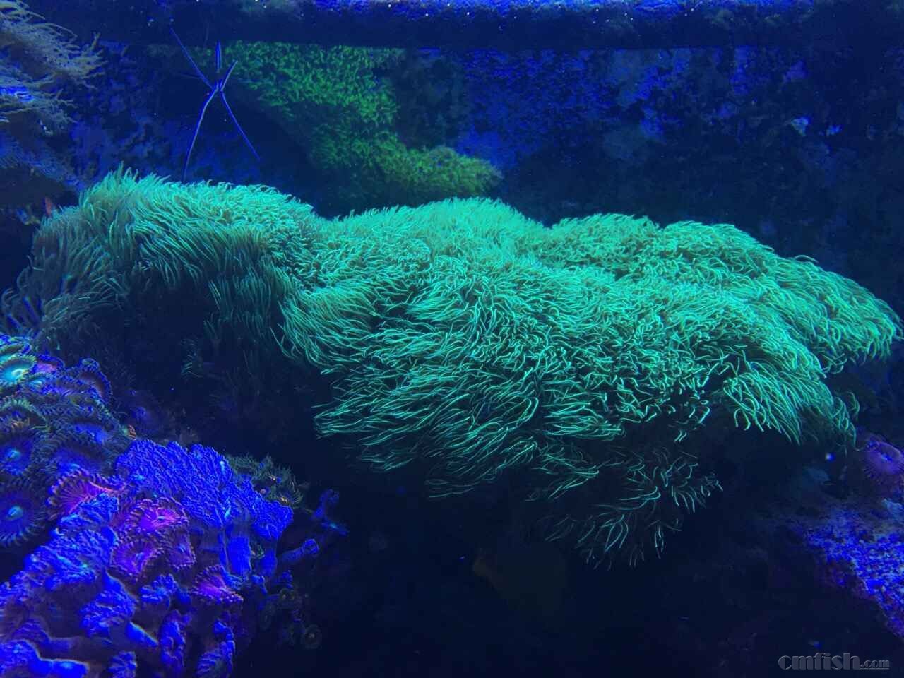 ��ʮ�����ձ���Ƥ