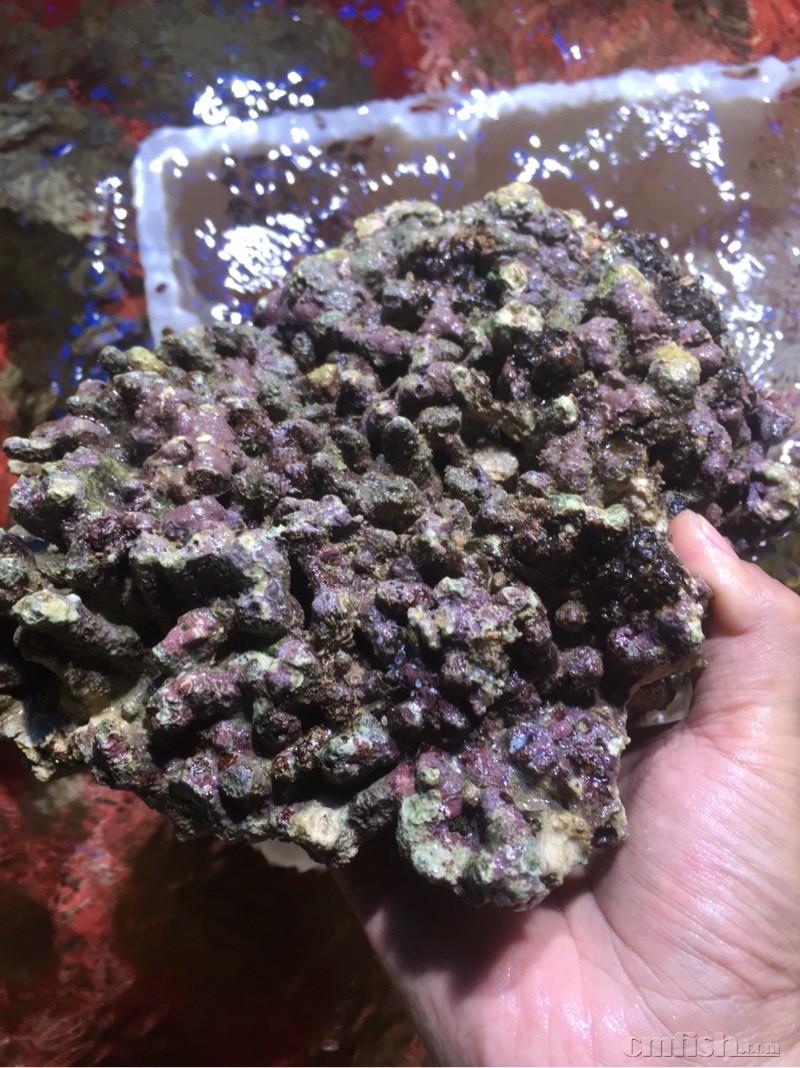 漂亮潭门细枝鹿角活石,质轻空多,珊瑚缸首选