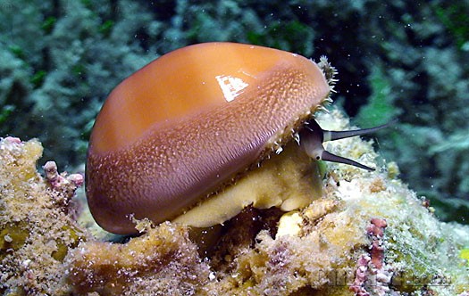 北京二环出活体金线宝贝螺金环线黄金宝螺双色盾牌和阿拉伯宝螺等