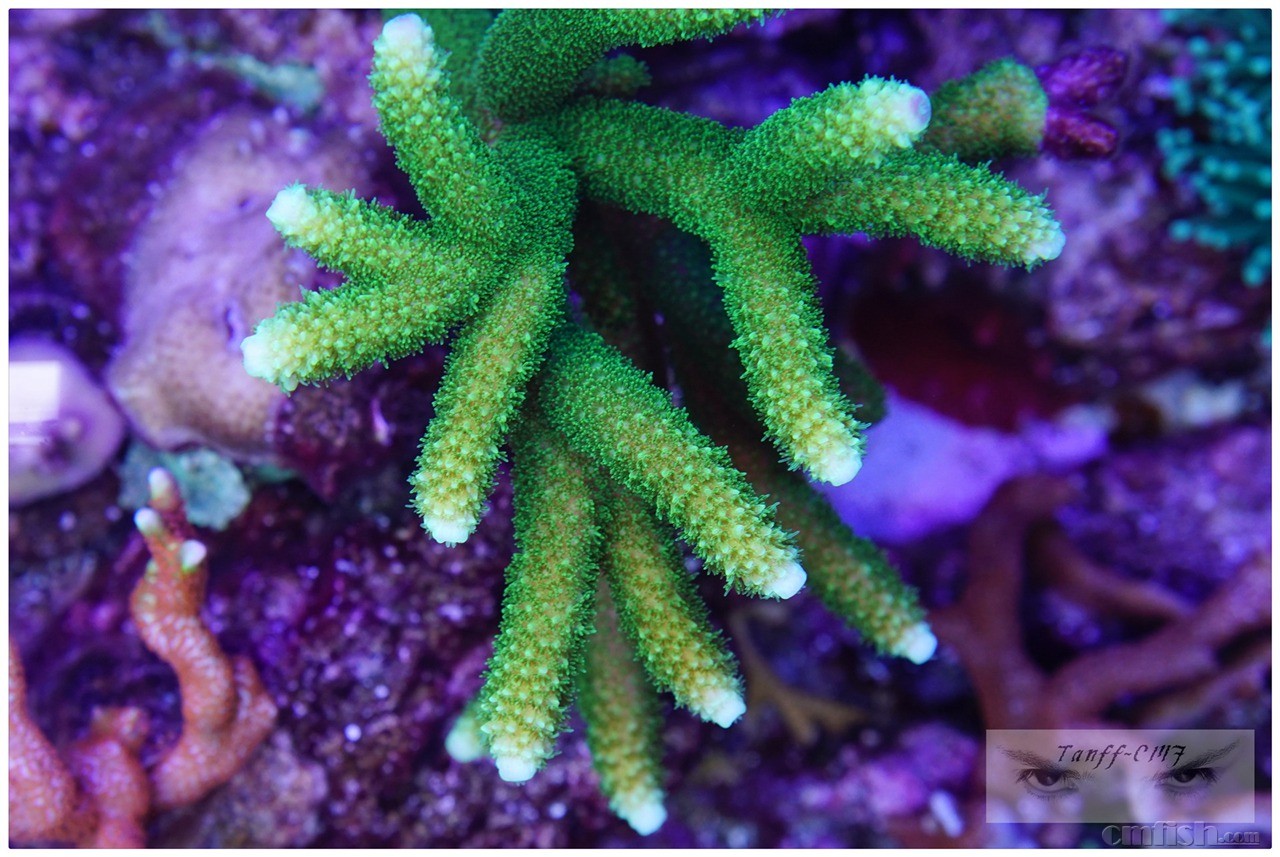 南宁tank的海水之路 (2015年11月30日 一些近况) - 第26页 - 软珊瑚礁