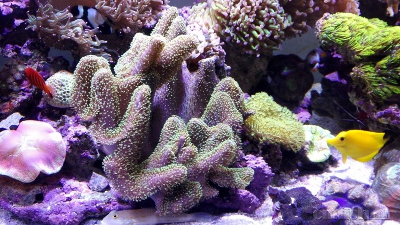 ����ħ��Ƥ(�����У�