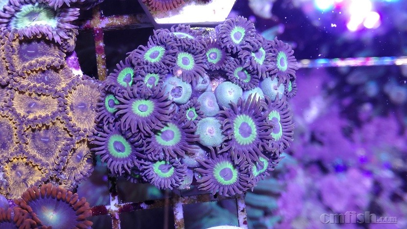 Ŧ��(�����У�