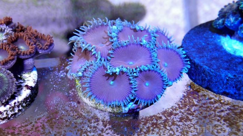 Ŧ��(�����У�