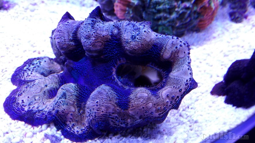 ��צ��(�����У�