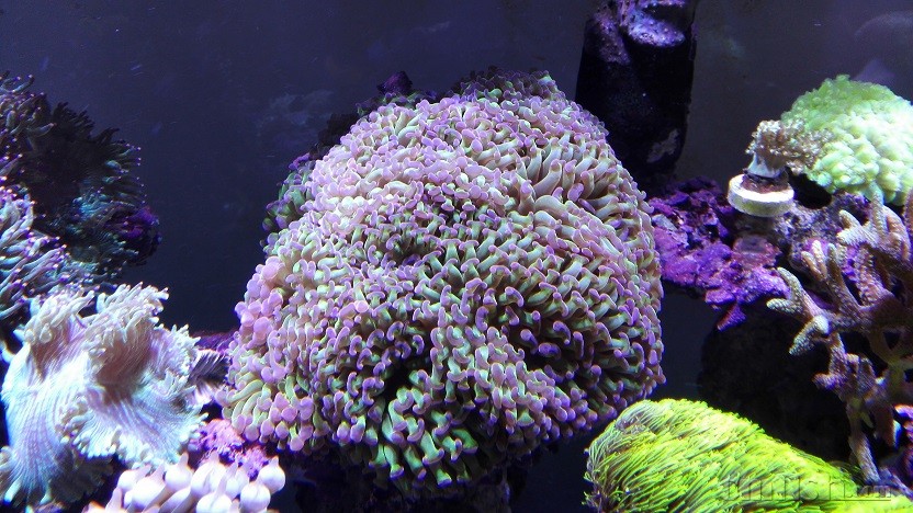 ˫ɫ��ͷ(�����У�