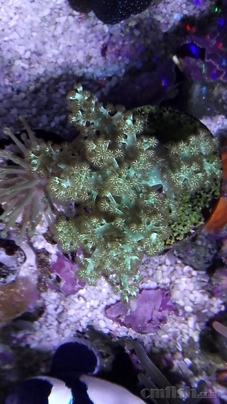 �ձ�����Ƥ(����ģ�