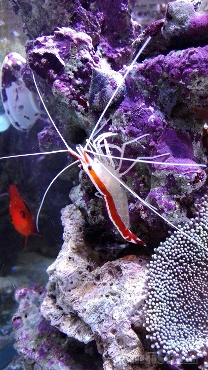 ���Ϻ(�����У�