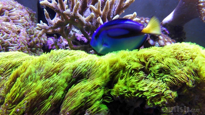 ����(�����У�