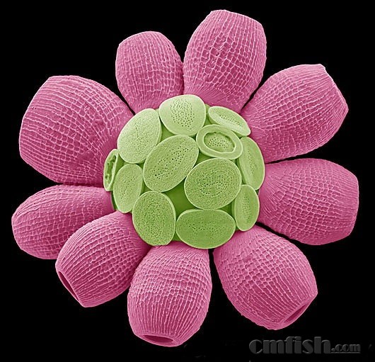 微观世界下的钙藻