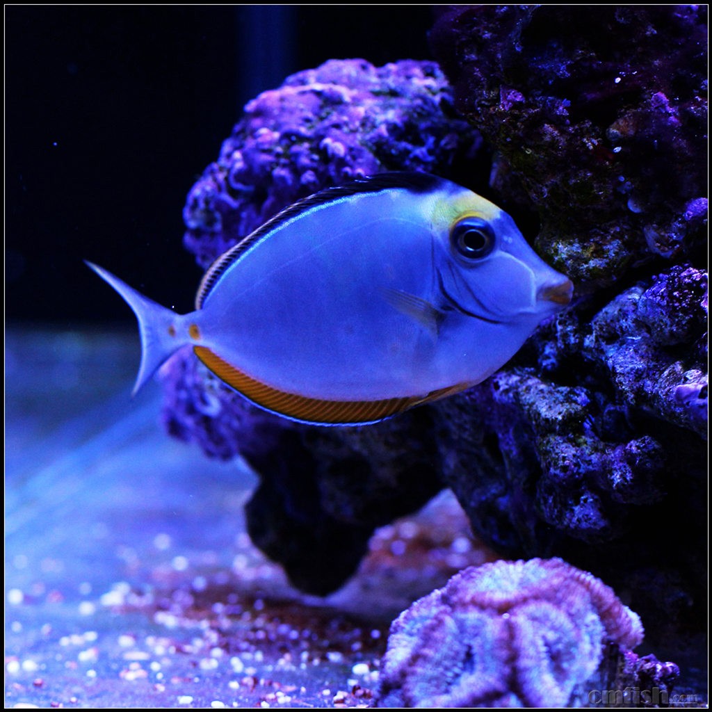 之拥有性感红唇的天狗吊