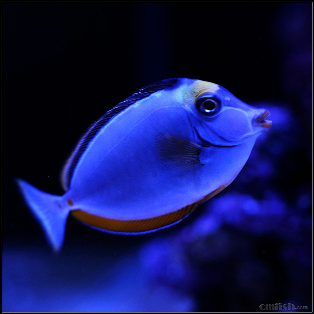 之拥有性感红唇的天狗吊