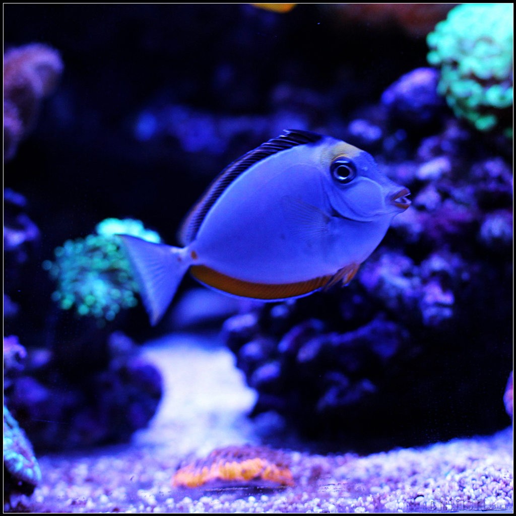 之拥有性感红唇的天狗吊