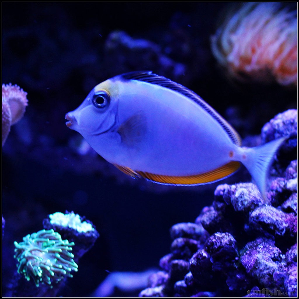 之拥有性感红唇的天狗吊