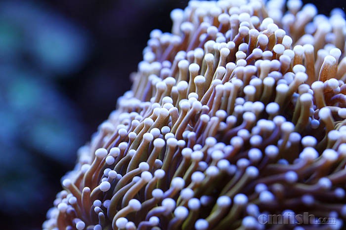 _85A7005 ����.jpg