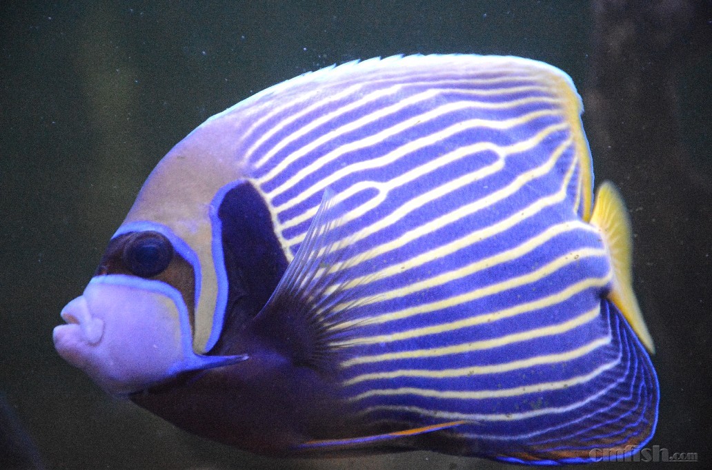 15+���ϻʺ󣬺�����