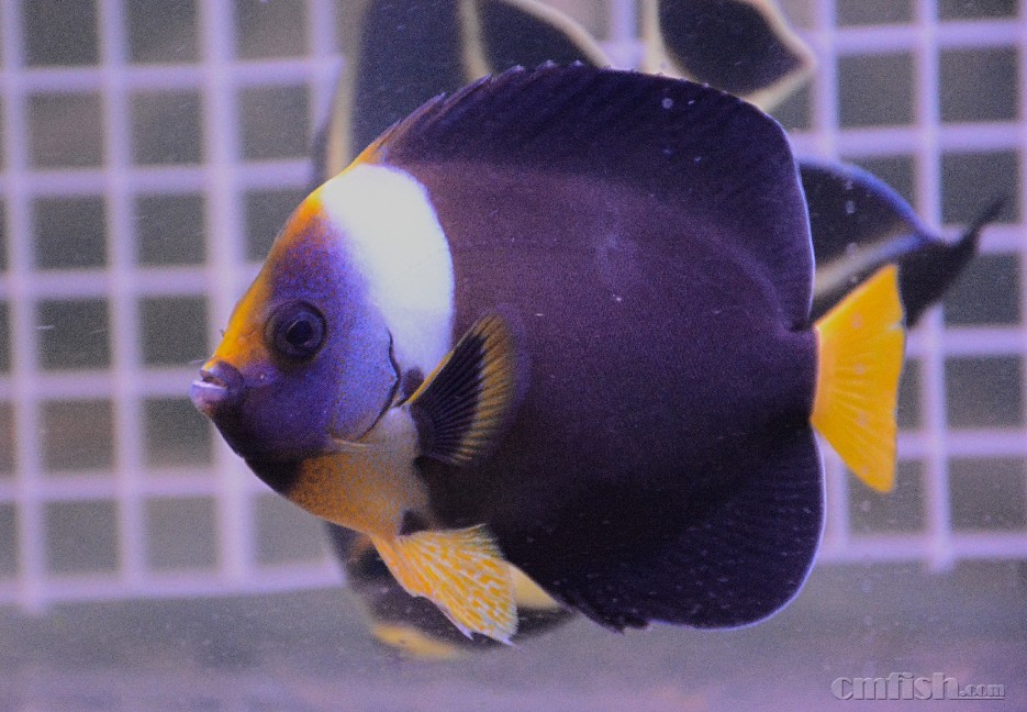 ����8+�������棬����