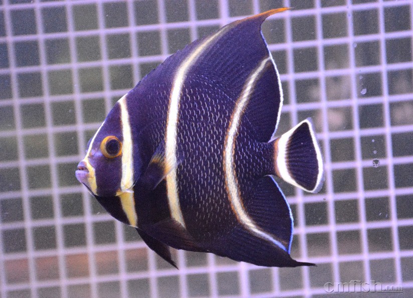 ����8+�������ɣ�С��