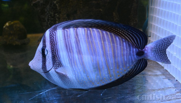 10+�󷫣�������