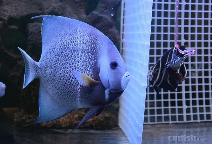 �����ϲ�