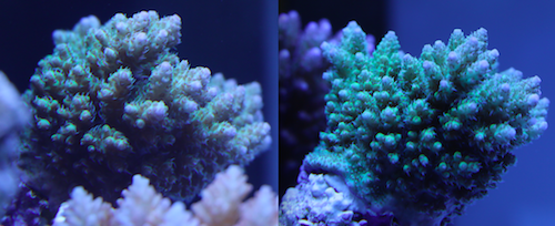 ��ɫ�Ա� 2016-01-10 .png