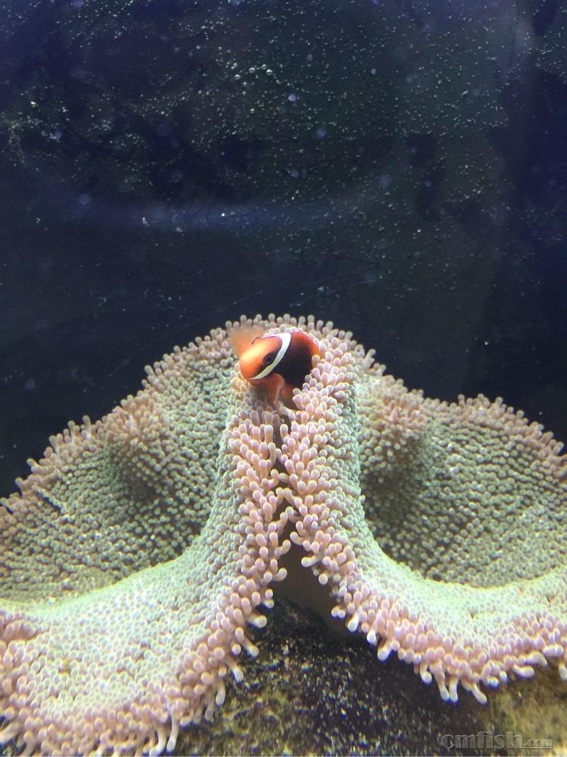 把地毯当被窝了 - 海水观赏鱼 - cmf海友论坛 - powered by discuz!