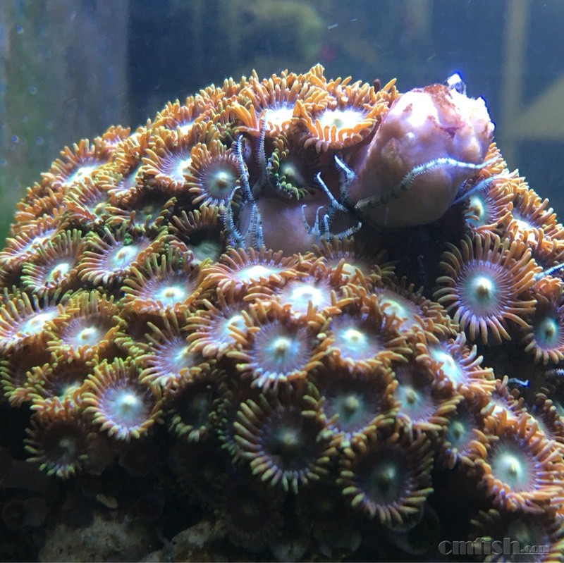 69 ※ 海水生物讨论区※ 69 珊瑚软体 69 纽扣里伸出来的触手是
