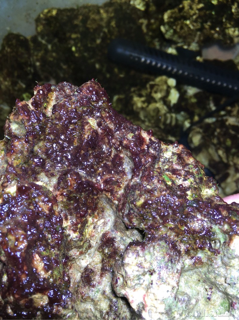 是不是所谓的红泥藻?