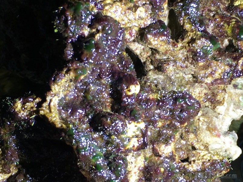 是不是所谓的红泥藻?