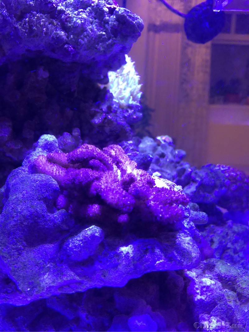 大神帮看看九尾狐这个状态好几天了 - lps珊瑚软体 - cmf海友论坛