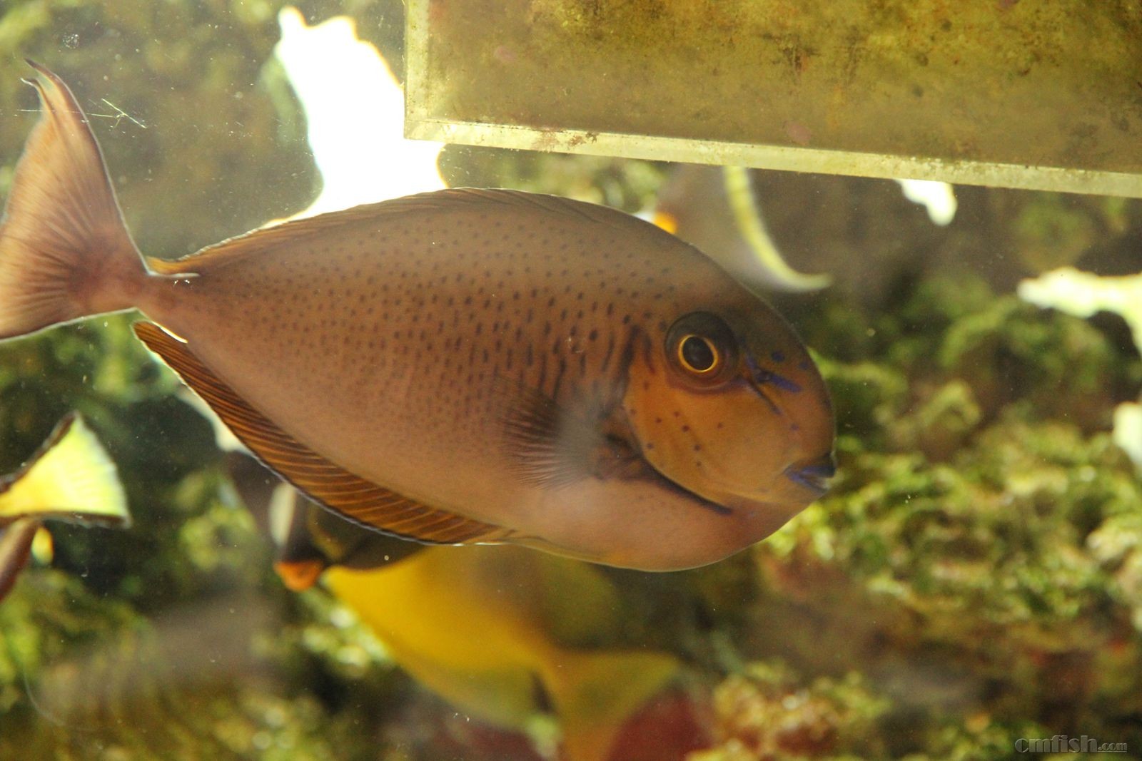 蓝点吊15 150_副本.jpg